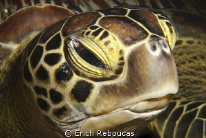 Green turtle portrait by Erich Reboucas 